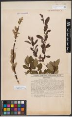 Salix bicolor Ehrh. ex Willd.